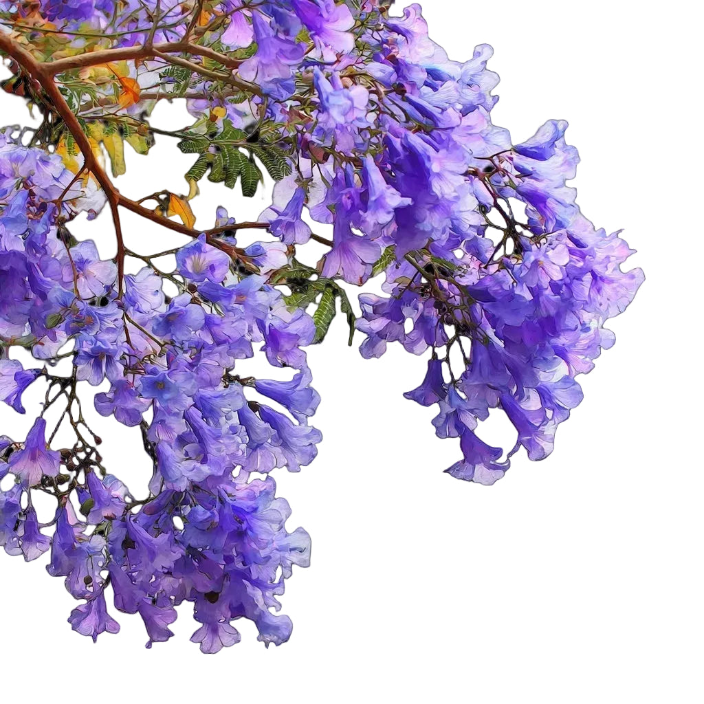Watercolor botanical illustration of purple Jacaranda mimosifolia flowers