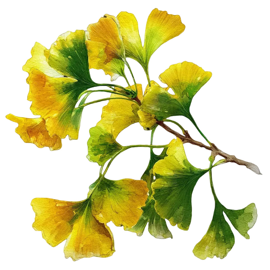 Watercolor illustration of yellow and green fan-shaped Ginkgo biloba leaves