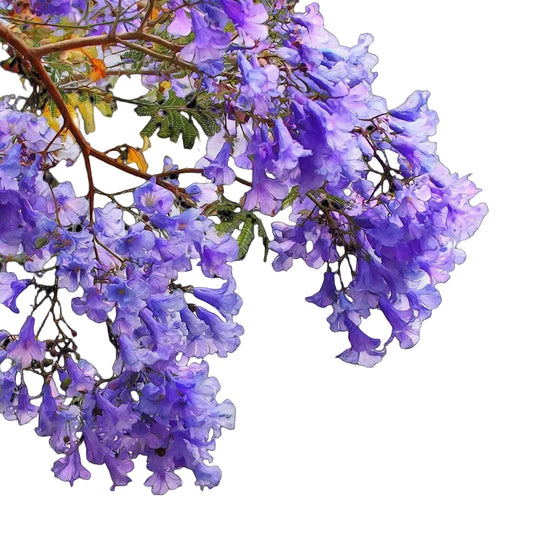 Watercolor botanical illustration of purple Jacaranda mimosifolia flowers