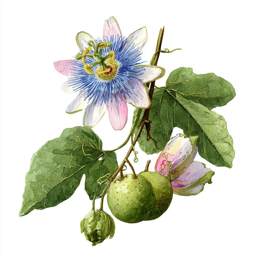 Watercolor illustration of Passiflora edulis flower, leaves and green passion fruit
