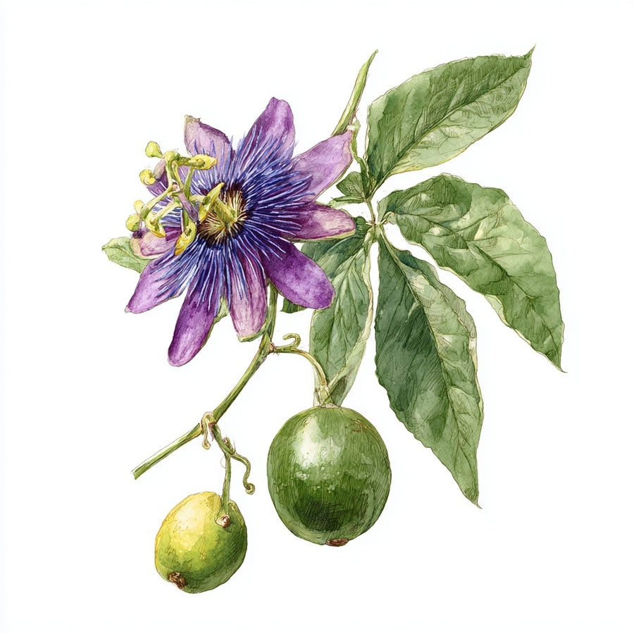 Watercolor botanical illustration of purple passion flower and green Passiflora edulis fruit